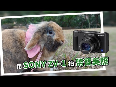 實測SONY ZV-1寵物攝影！帶兔子出門是遛兔子還是被兔子遛？拍幣寶美照，Vlog神機適合拍寵物嗎? | 冠軍開箱