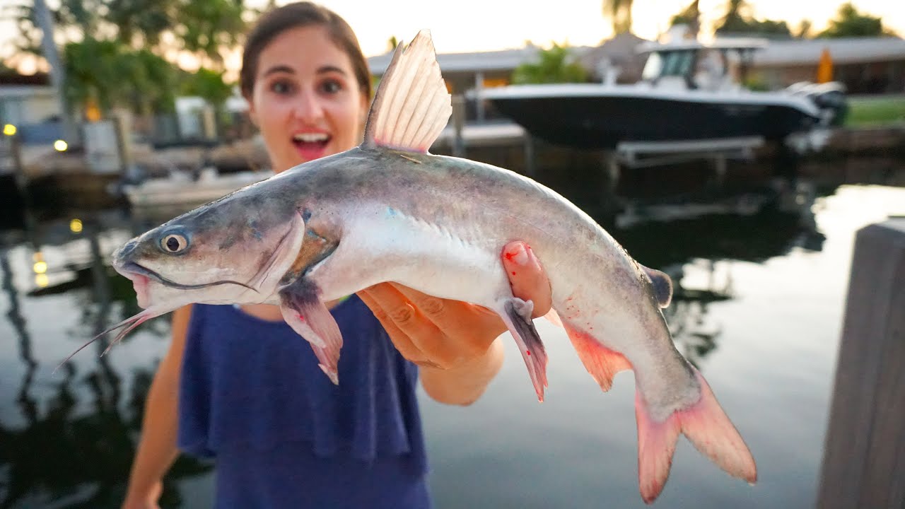 Venomous Catfish Catch Clean Cook Trash Fish Taste Test Youtube