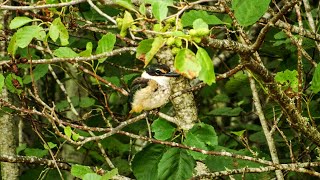 Sacred Kingfisher / Kotare with Call - New Zealand Birds, Kapiti screenshot 5