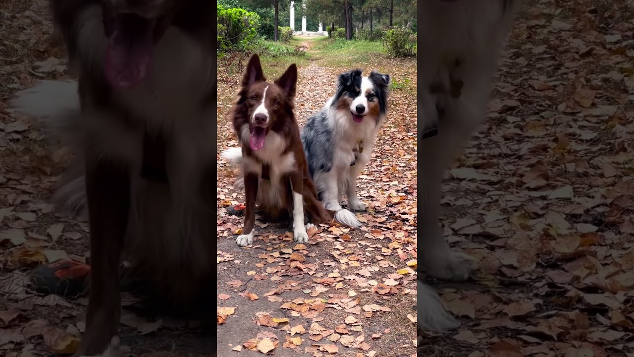 #бордерколли