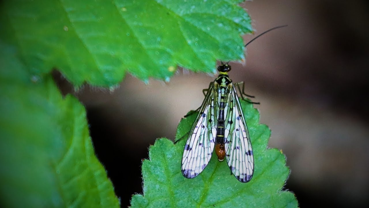 Wytham Woods: Bug hunting to transform biology