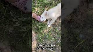 Cute Maremma puppy ❤‍❄