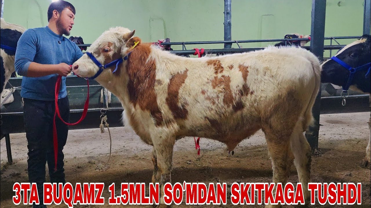 Xalq arzonchisi Shamshodjonga yemga tayyor buqalar va bo'g'oz g'unojinlarni zo'rlari 15января 2026г.
