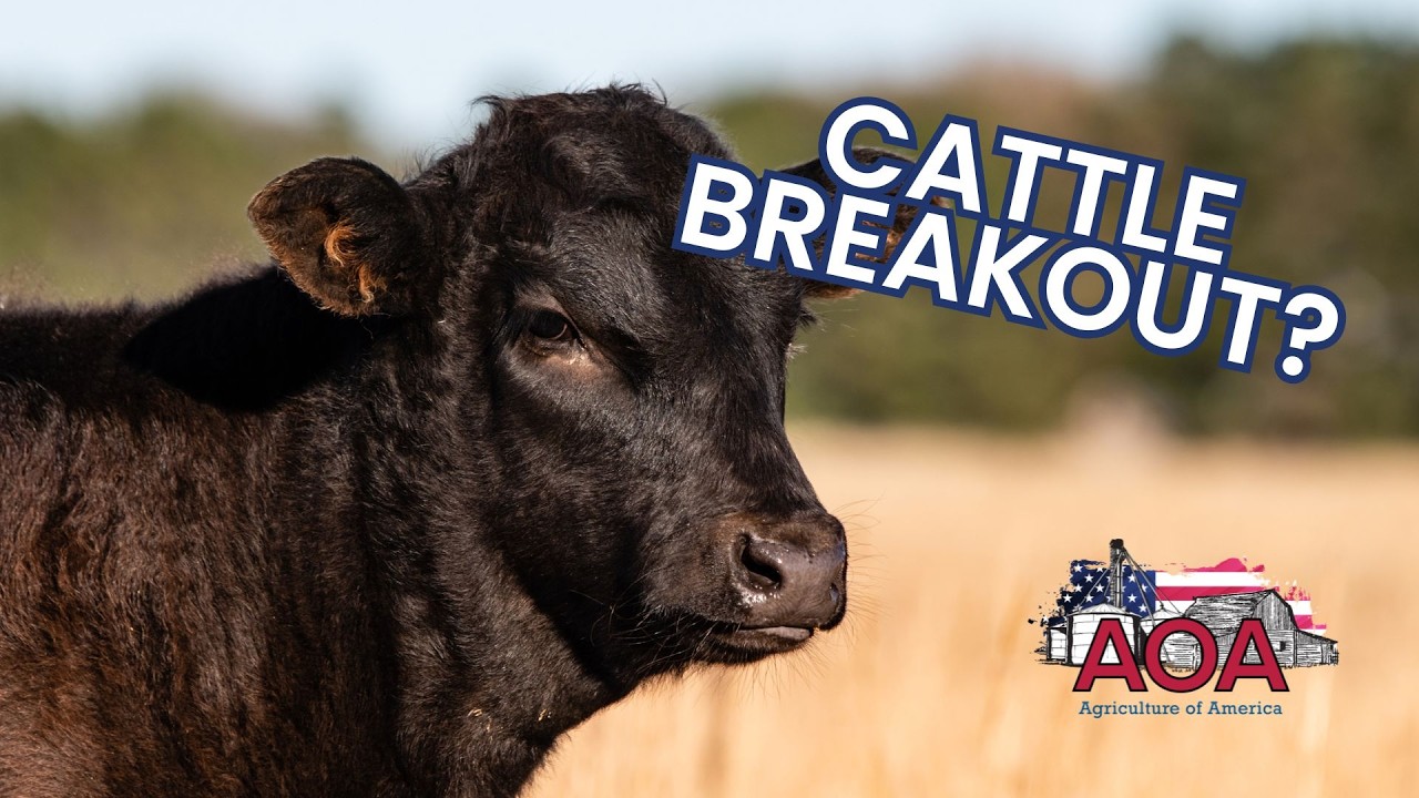 Cattle Futures Rally: Brady Huck on the 200-Day Test