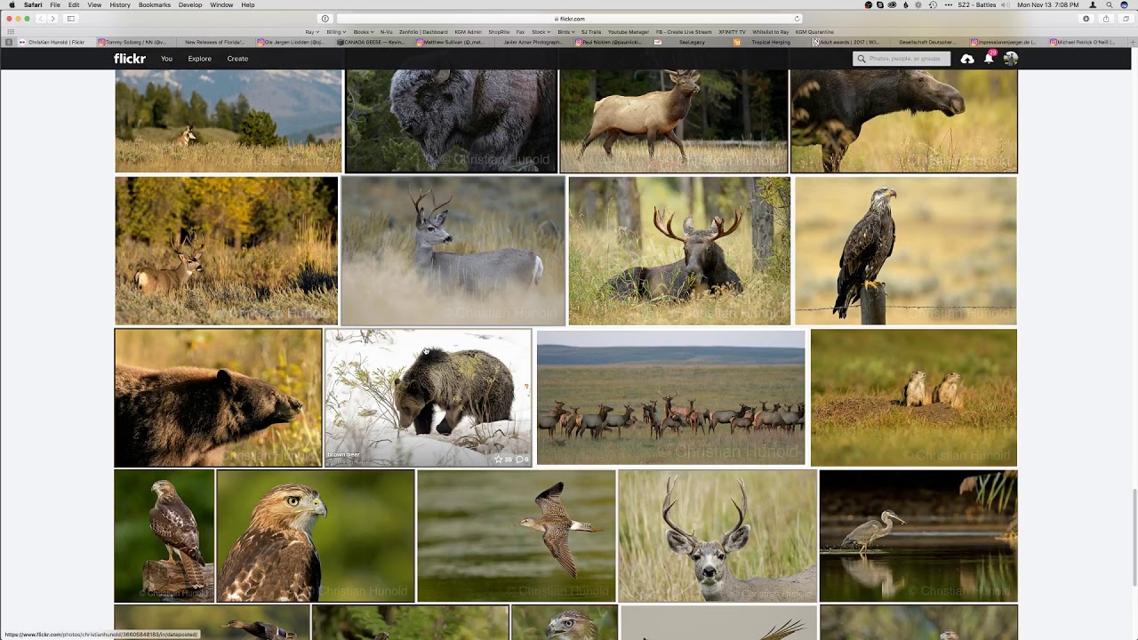 video to gif Wildlife Photography Inspiration