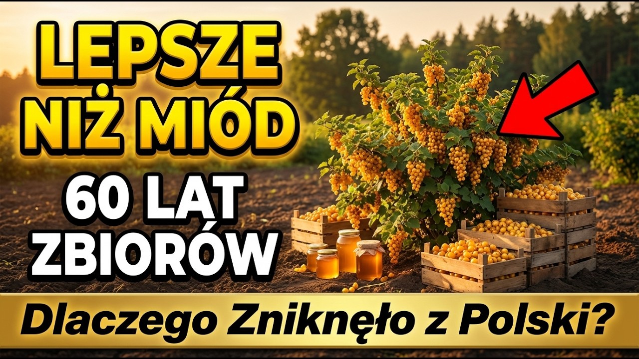 60 Lat Darmowych Zbiorów. Lepsze Niż Miód — Dlaczego Polacy Przestali To Sadzić?