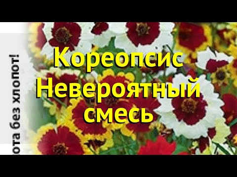 וִידֵאוֹ: Coreopsis בעל פנים רבות