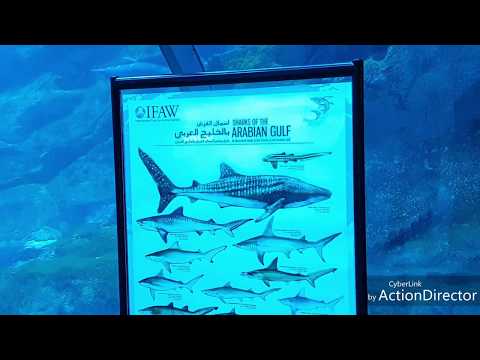 Dubai Aquarium & Underwater Zoo 4K UHD