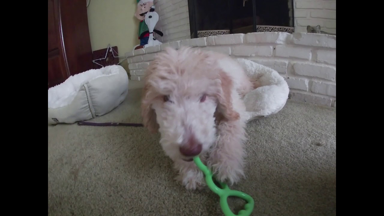 Oodles receives his Chewy order O Happy Day