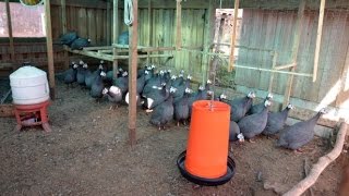 Мясные цесарки в хозяйстве Валентина Сохорева Мясные цесарки в хозяйстве Валентина Сохорева