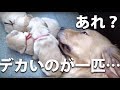 【生後11日】すでに仔犬毎に個性が出てきています