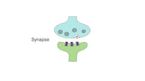 Synaptic Plasticity