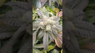 Spider Farmer Led Grow Lights Best Christmas Gifts 2025 Under 100