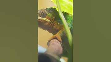 CHAMELEONS: Nature’s Colour Changing Masters! ChameleonFacts #AnimalFacts #WildlifeShorts #shorts