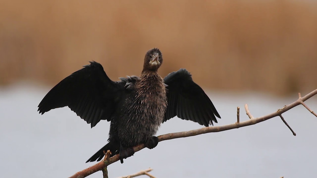 Pygmy cormorant
