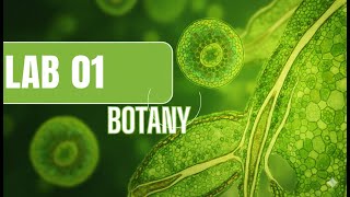 Lab1 Botany - Root and Shoot Morphology Explained - Plant Anatomy | Biotechnology ASU