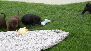 Black & Chocolate Labrador Retriever Puppies For Sale by Greenfield Puppies 130 views 3 days ago 43 seconds