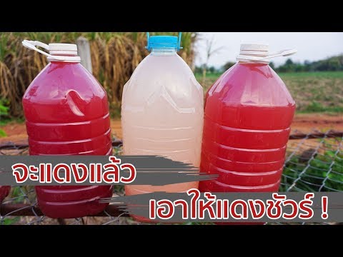 จะแดงแล้ว เอาให้แดงชัวร์ !