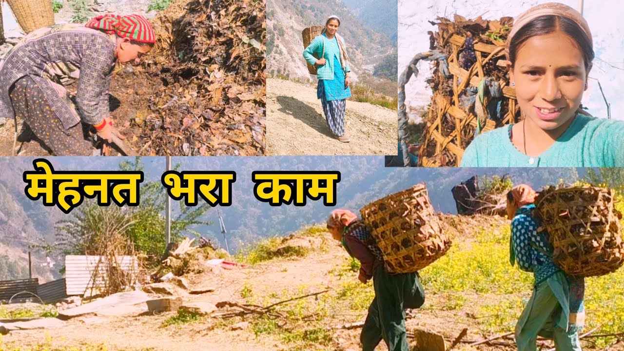 एक ही दिन में सभी खेतों में डाला गोबर। साथ ही सभी ने मिलकर किया काम।।@sunainasunaina1842 ।।