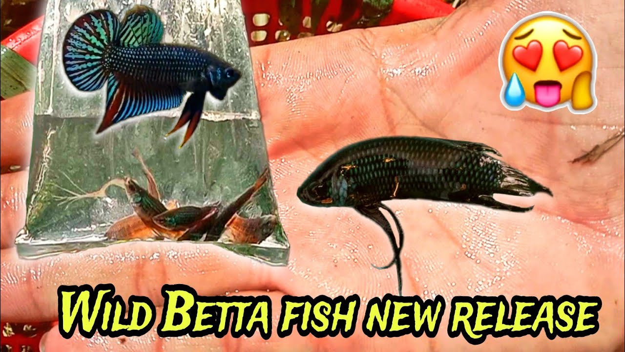 ស្រះបុរាណដែលសម្បូរទៅដោយត្រីក្រឹមព្រៃត្រូវបានបែកធ្លាយ😱💥 គេនាំគ្នាមកជញ្ជាត់និងបំផ្លាញ់បរិស្ថាន‼️