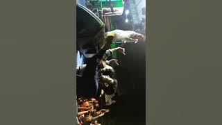 Goyang nasi padang ( cover ) voc putri arlida om ADELLA