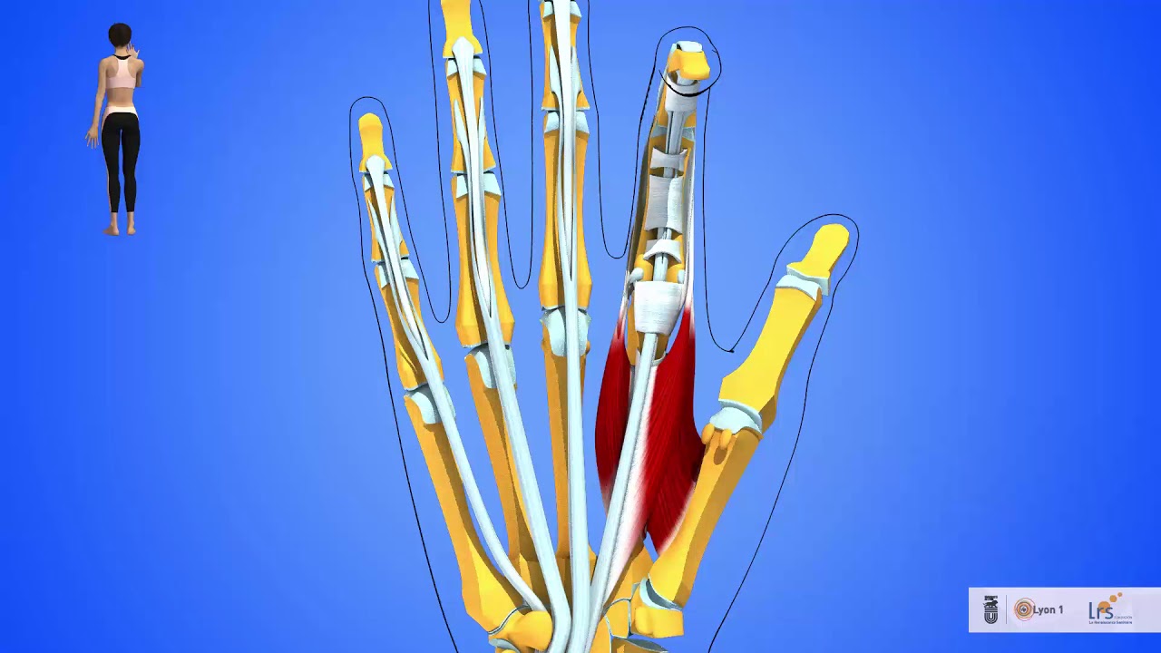 La flexion des doigts de la main rles des flchisseurs longs des interosseux et des lombricaux