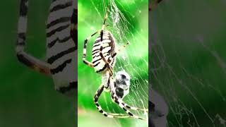 Spider catches prey😯(Sheet weavers)