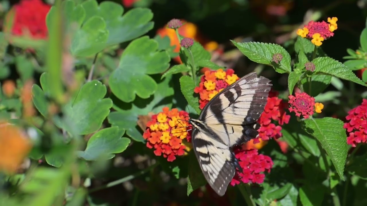 2025_08_30 Eastern Tiger Swallowtail. Montgomery County, PA. (slow motion)