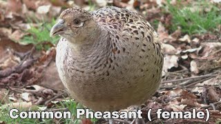 Female Common Pheasant Eats Flowers And Plants In The Wild