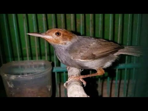 Suara Pancingan Prenjak Kepala Merah Jantan Gacor | Pikat Burung