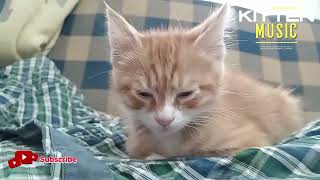 🍊🍑🍓 Kitten Sleeping Music #kitten #youtubemusic #youtube kitten video #yt #cat #kitten #kedi #2024