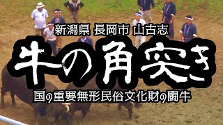 山古志【牛の角突き】重要無形民俗文化財の闘牛