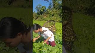 Village/Nature/peace/green/organic/Mustard leaves from Field 🍃✨