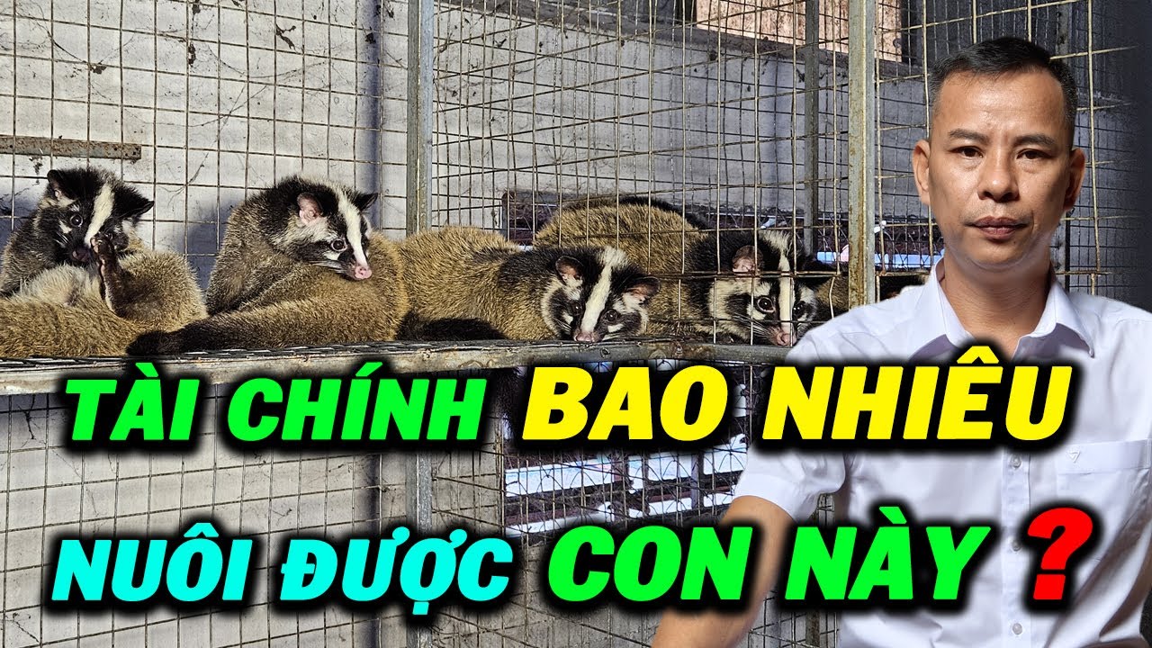 Cần Tài Chính Bao Nhiêu Để Chăn Nuôi Được Con Chồn Mốc ? Chi Phí và Lợi ...