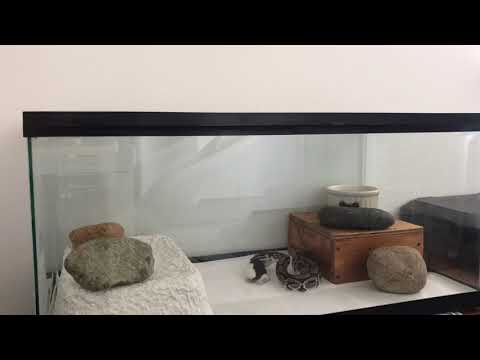 Live feeding ball python complete time lapse