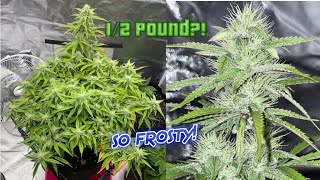 My biggest autoflower ever!