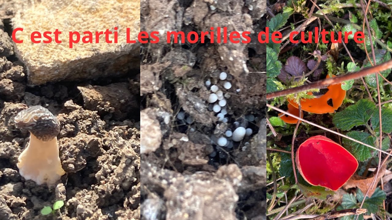 On fait le point de la culture de morille … ça arrive 👍👍
