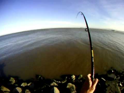 CATCHING ANOTHER "BAT RAY" (STINGRAY) WHILE "SHARK...