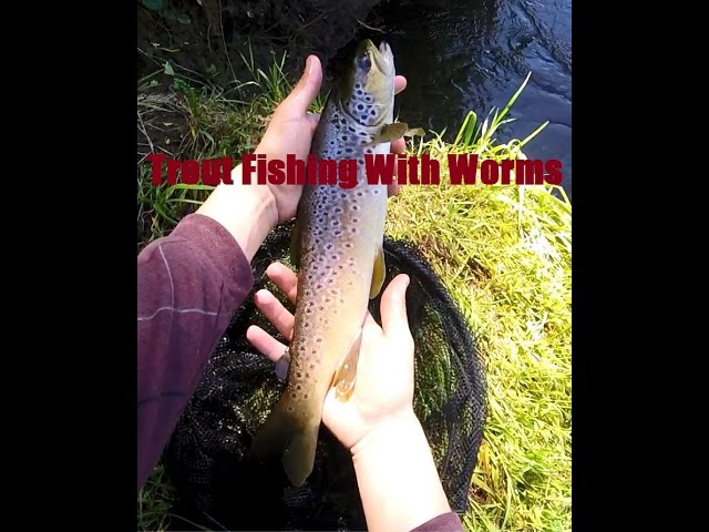Trout fishing with worms - New Zealand 