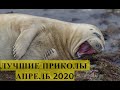 ЛУЧШИЕ ПРИКОЛЫ 2020 АПРЕЛЬ. Ржака до слез. ЗАСМЕЯЛСЯ - ПОДПИСАЛСЯ! Угар. Смешные видео.