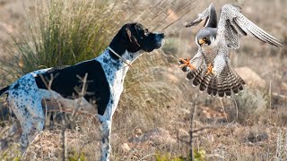 Marvel of Nature: English Pointers & Raptors in Harmony at Falcon Ridge 🦅🐕