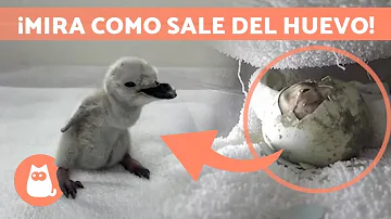 ¿Los pingüinos ponen huevos o se quedan embarazados?