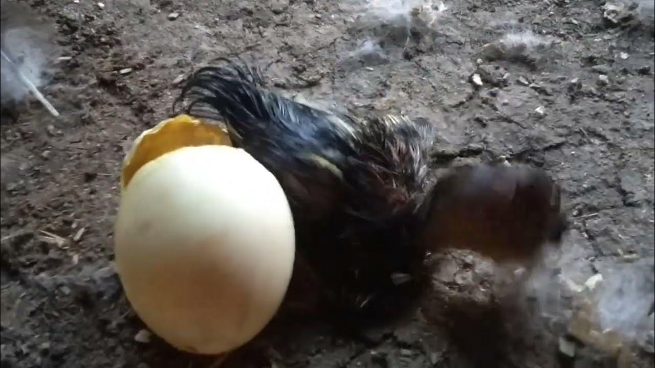 Mariya Ozawa bilan anal jinsiy aloqa Toga yotqiziq