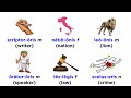 Understanding Third Declension Nouns