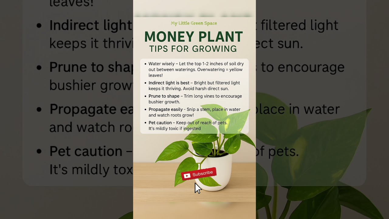 Money Plant Care Tips / How to Grow Money Plant / 