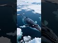 Earth's Longest Living Creatures #Longevity #WildlifeWonder AncientAnimals #NatureSecrets #slowlife