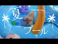 お風呂好きな犬はプールも好きなのか？