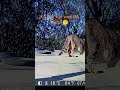WILDKAMERA IM GARTEN. KATZE STEHT DA...