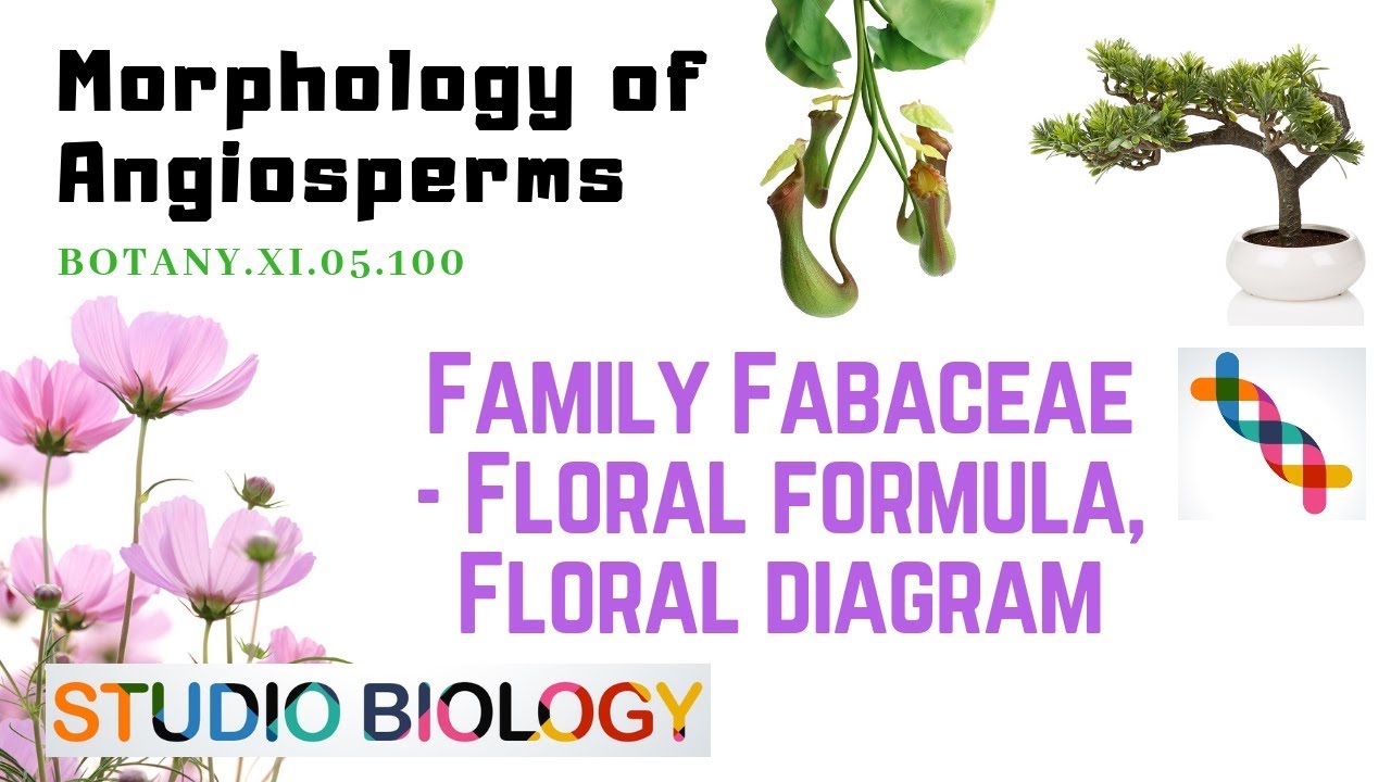 BOTANY XI.05.100 Morphology of Angiosperms Fam. Fabaceae Floral