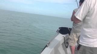 Captiva tarpon jump